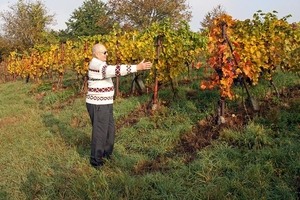 Vinařství Ovčáčík - vinice