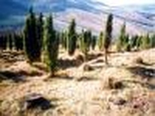 PR Jalovcová stráň