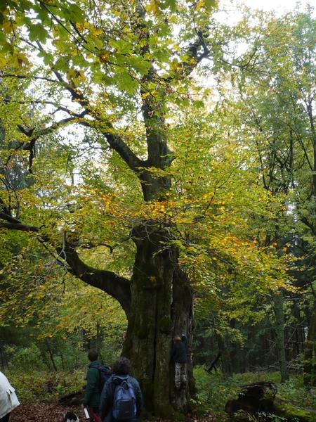 Velké Karlovice - za největším bukem Vsetínska
