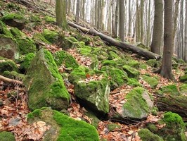 Přírodní rezervace Obřany