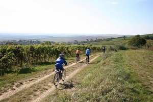 cyklisté mezi vinohrady
