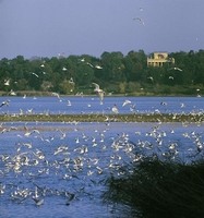 Lednice - Mlýnský rybník