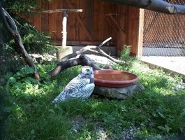 Záchranná stanice volně žijících živočichů 1