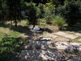 Záchranná stanice volně žijících živočichů 2