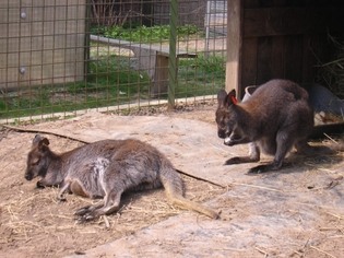 Fauna park - Dětský ráj