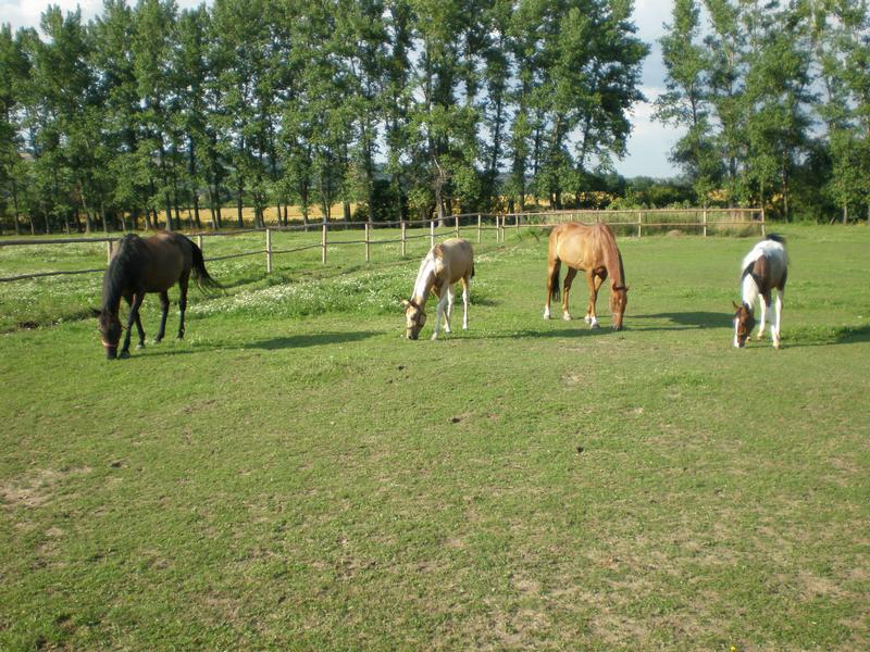 Ranč u Tuffa, Dobrotice