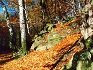 Přírodní památka Barborka