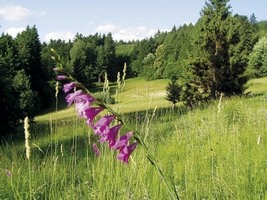 Javorůvky - přírodní rezervace