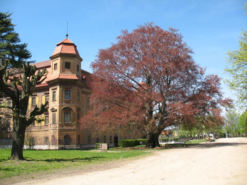 Červený buk v zámecké zahradě