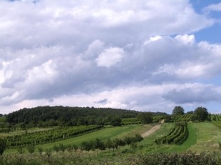 Střečkův kopec, přírodní památka