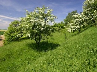 Drážov, přírodní památka