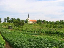Pohled na Kostel sv. Václava od vinohradů