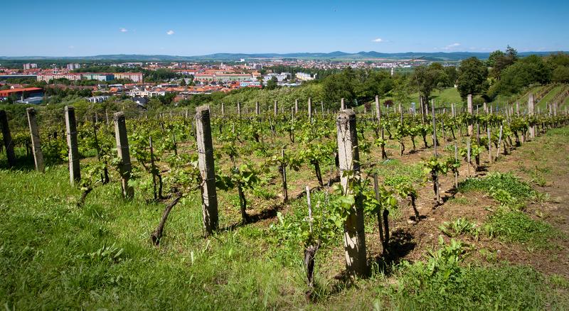 Mařatické vinohrady