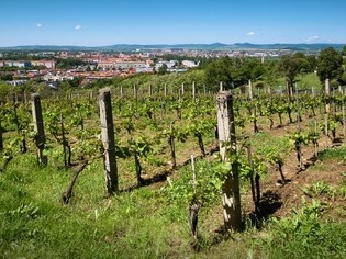 Mařatické vinohrady