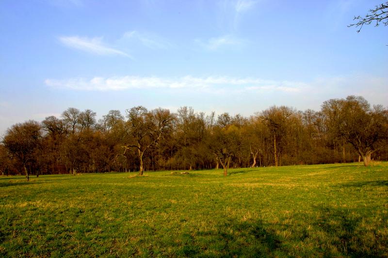 Přírodní památka Kněžpolský les