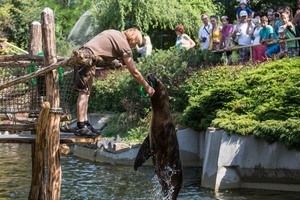 vystoupení lachtana - archiv Zoo Zlín