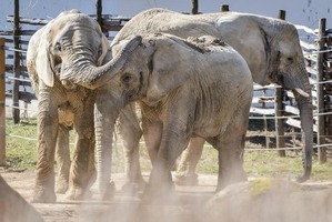 sloni - archiv Zoo Zlín