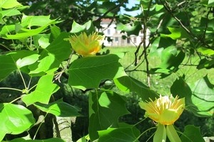 Liliovník tulipánokvětý