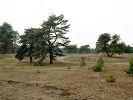 Vojenské cvičiště