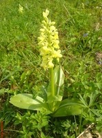 Karpatské orchideje - vstavač bledý