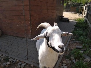 Staroměstská minizoo