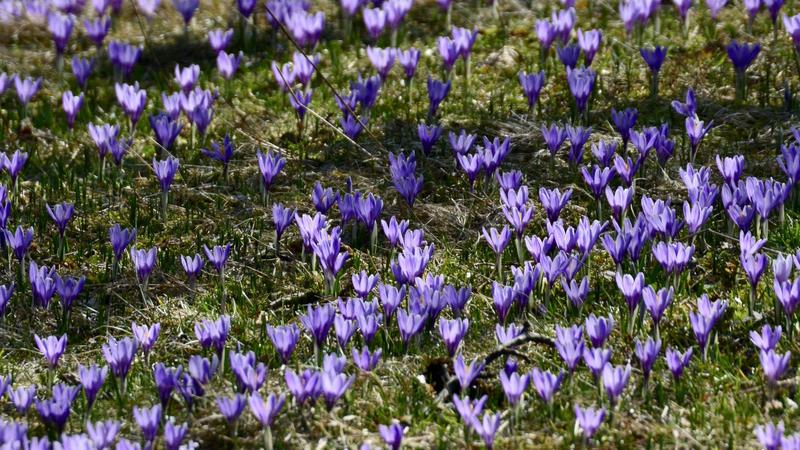 Přírodní památka Lačnov