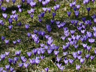 Přírodní památka Lačnov