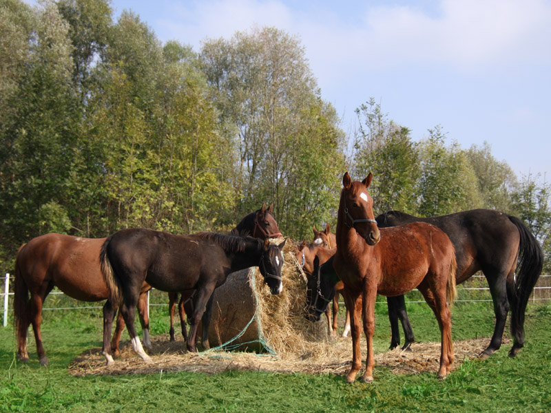 Grunt Galatík s.r.o. - rekreační dvůr Těšánky