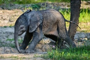 mládě slona afrického_foto Zoo Zlín