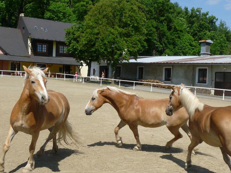 Jezdecký okruh Hradisko (Rožnov pod Radhoštěm)
