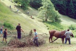 svoz sena po sečení