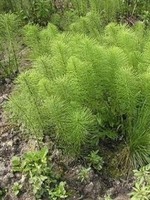 přeslička obrovská