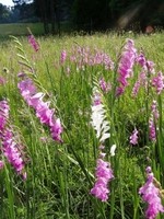 Mečík střechovitý